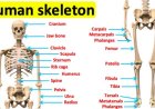 What is Human Skeleton an Overview