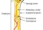 Gross Anatomy of Long Bone