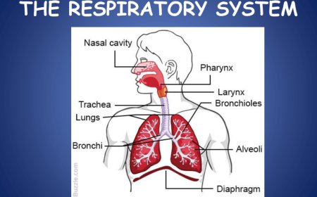 What is Respiratory System
