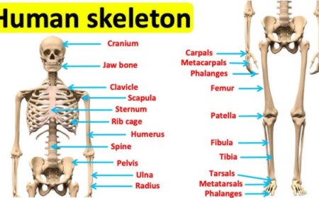 What is Human Skeleton an Overview