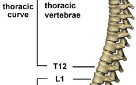 vertebral- column- anatomy