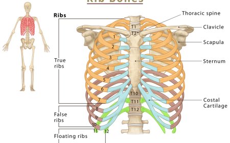 The -anatomy- of- the-ribs
