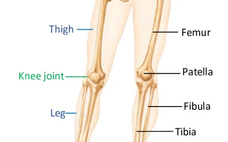 Anatomy of lower limbs