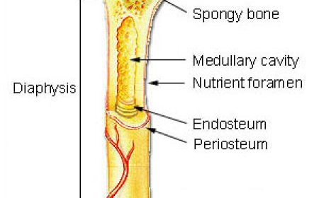 Gross Anatomy of Long Bone