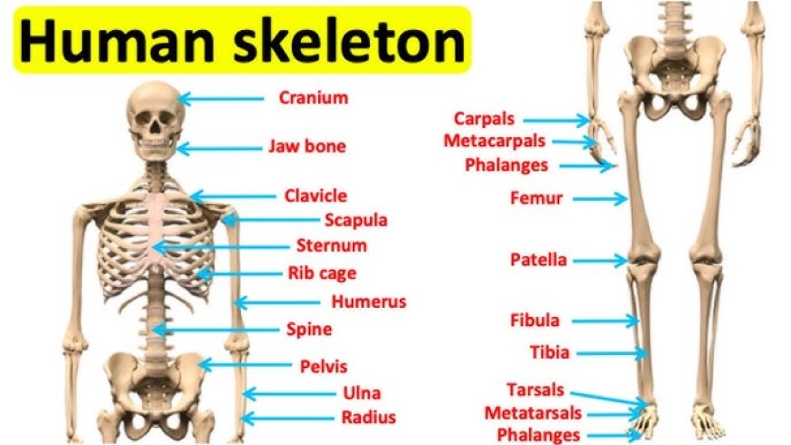 What is Human Skeleton an Overview