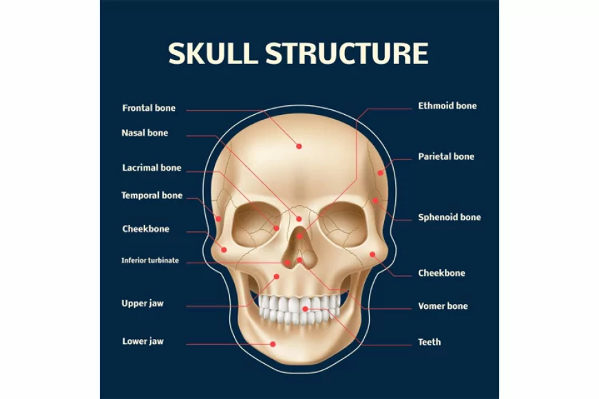 Skull anatomy