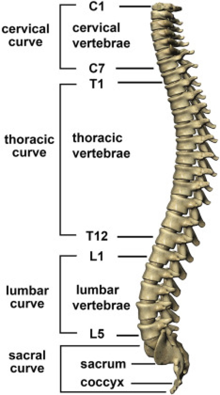 vertebral- column- anatomy