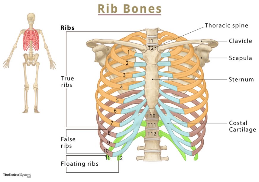 The -anatomy- of- the-ribs