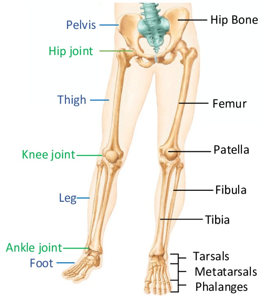 Anatomy of lower limbs