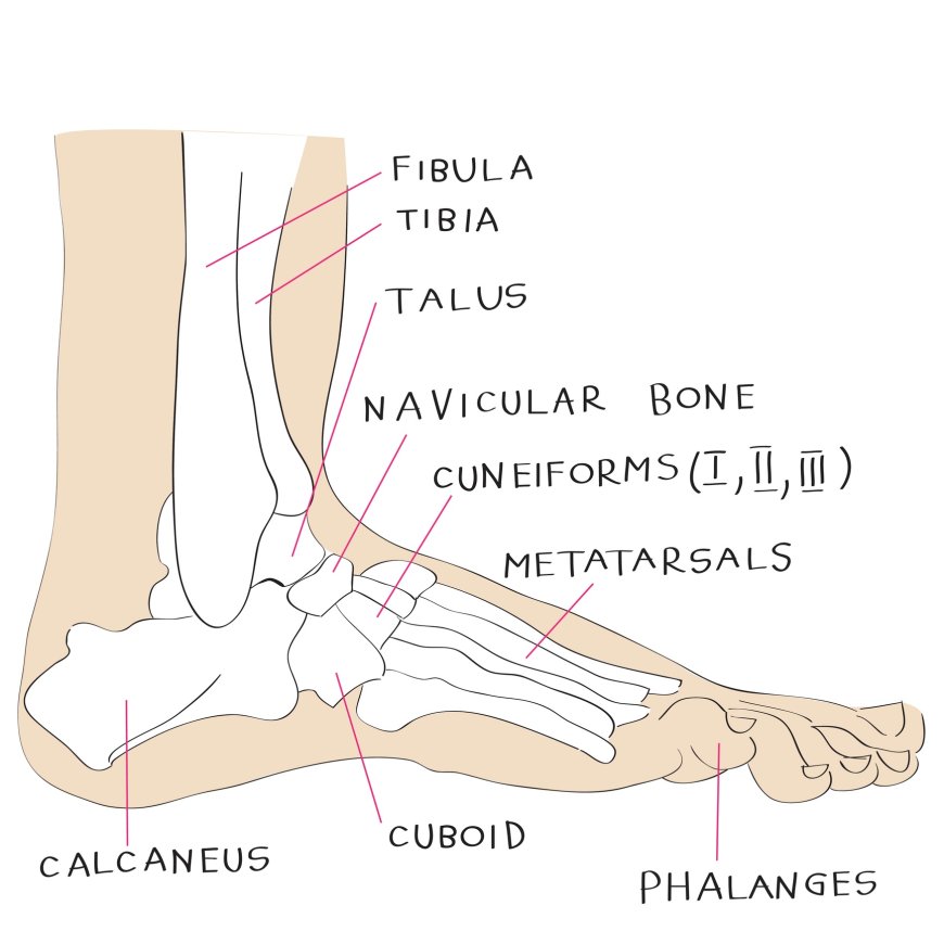 Anatomy of lower limbs
