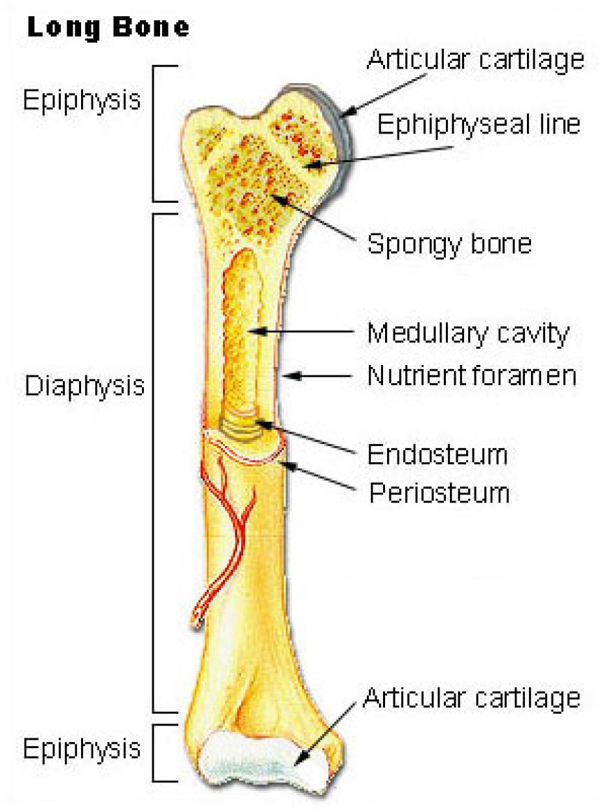 Gross Anatomy of Long Bone