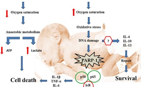 what is asphyxia