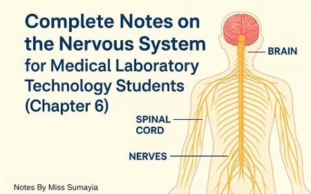 Complete Notes on the Nervous System for Medical Laboratory Technology Students(Chapter 6)