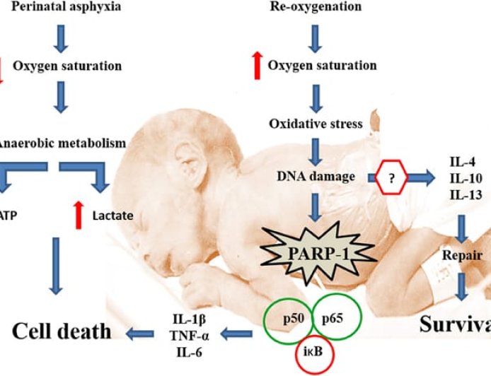what is asphyxia