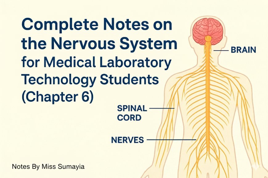 Complete Notes on the Nervous System for Medical Laboratory Technology Students(Chapter 6)