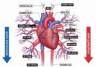 complete lecture on Cardiovascular System