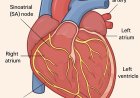 Lecture on Physiology of the Heart