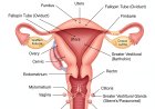 Lecture: on  Female Reproductive System – Anatomy, Physiology, and Glandular Functions