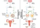 Common Reproductive Hormones: Male vs. Female