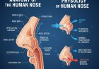 Anatomy and Physiology of the Human Nose