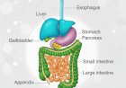 GASTROINTESTINAL SYSTEM ANATOMY AND PHYSIOLOGY COMPLETE LECTURE