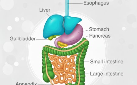 GASTROINTESTINAL SYSTEM ANATOMY AND PHYSIOLOGY COMPLETE LECTURE