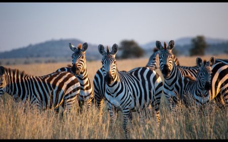 The Relationship Between Humans and Animals