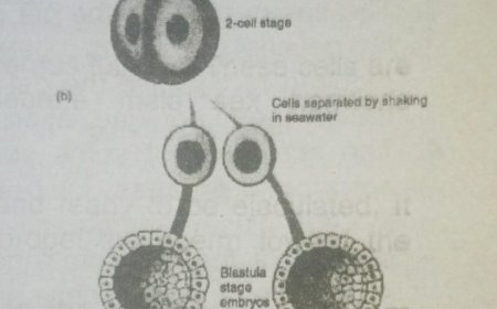 DECRIPTIVE EMBRYOLOGY