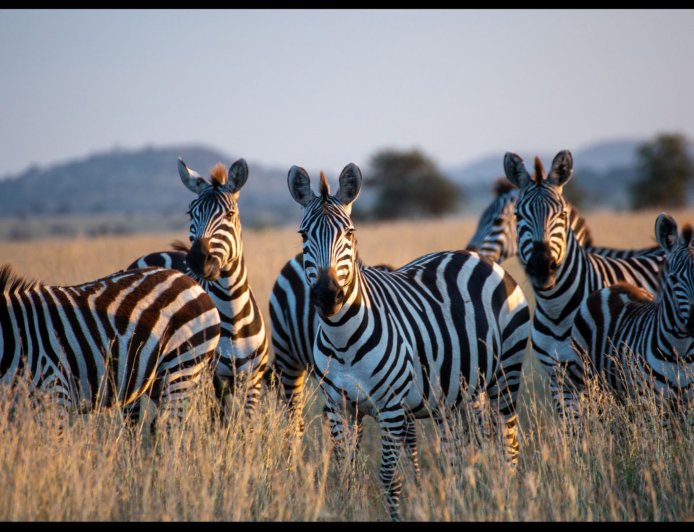 The Relationship Between Humans and Animals