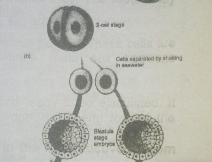 DECRIPTIVE EMBRYOLOGY