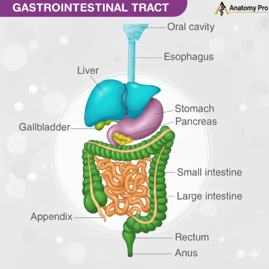 GASTROINTESTINAL SYSTEM ANATOMY AND PHYSIOLOGY COMPLETE LECTURE