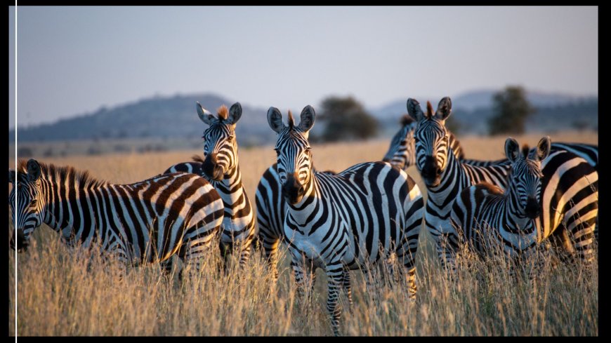 The Relationship Between Humans and Animals