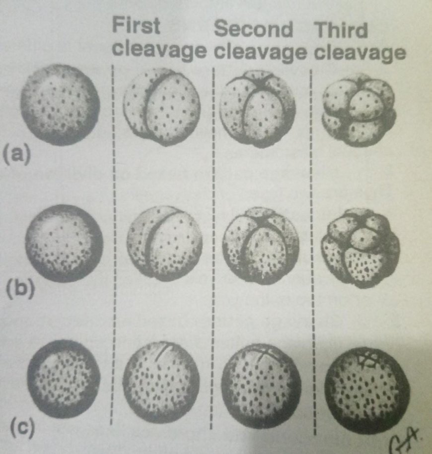 DECRIPTIVE EMBRYOLOGY